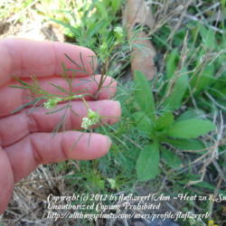 Location: zone 8 Lake City, Fl.
Date: 2012-03-17
tiny buds