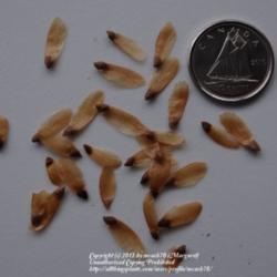 Location: My zone 3a garden
Date: 2012-02-16
White spruce seeds.