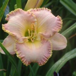 
Date: 2006-07-27
Photo Courtesy of Nova Scotia Daylilies Used with Permission
