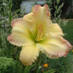 
Date: 2002-08-19
Photo Courtesy of Nova Scotia Daylilies Used with Permission