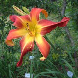 
Date: 2006-08-13
Photo Courtesy of Nova Scotia Daylilies Used with Permission