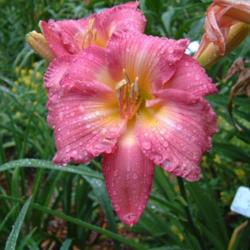 
Date: 2007-08-07
Photo Courtesy of Nova Scotia Daylilies Used with Permission