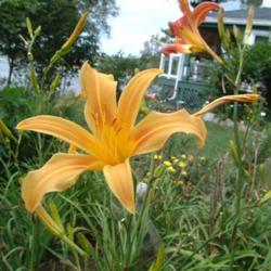 
Date: 2004-08-31
Photo Courtesy of Nova Scotia Daylilies Used with Permission