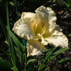 
Date: 2010-07-14
Photo Courtesy of Nova Scotia Daylilies Used with Permission