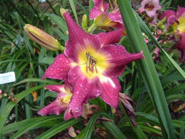 Photo of Daylily (Hemerocallis 'Astral Voyager') uploaded by vic