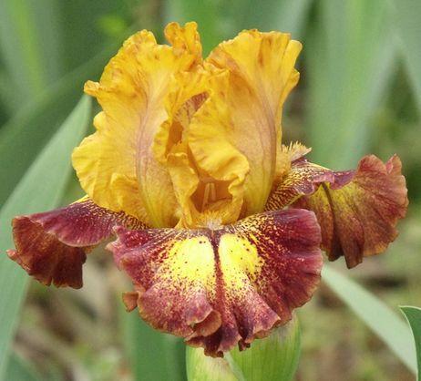 Photo of Intermediate Bearded Iris (Iris 'Tantrum') uploaded by Ladylovingdove