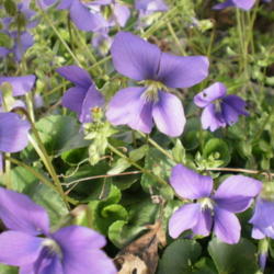 Location: Middle Tennessee
Date: 2012-03-19
Wild violets intermingled with some chickweed