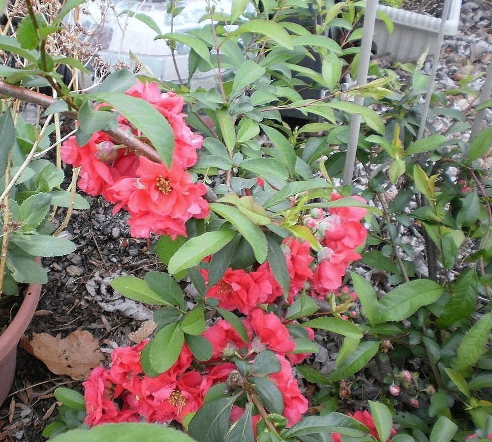 Photo of Flowering Quince (Chaenomeles speciosa 'Toyo-Nishiki') uploaded by SongofJoy