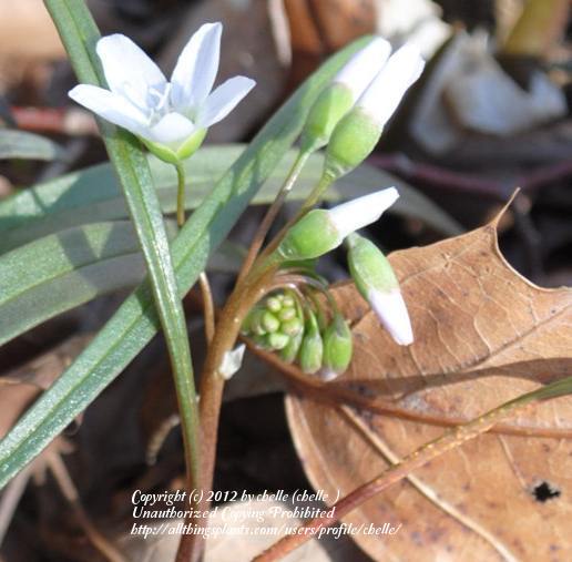 Photo of Spring Beauty (Claytonia virginica) uploaded by chelle