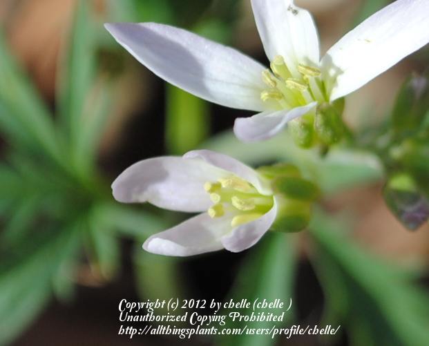 Photo of Cutleaf Toothwort (Cardamine concatenata) uploaded by chelle