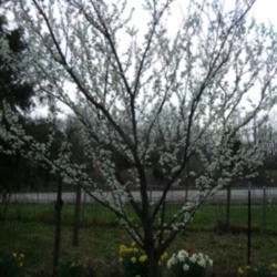Location: Illinois zone 6
Date: 2012-03-17
THis plum flowers early before leaves apear