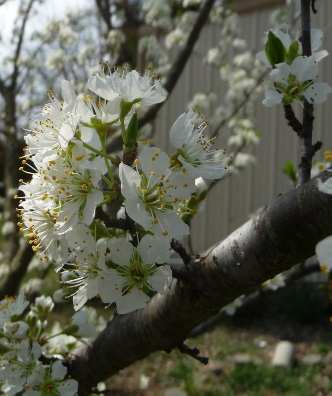 Photo of Plums (Prunus umbellata) uploaded by gardengus