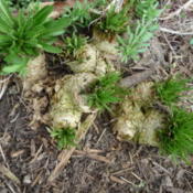 Roots heaved out of the ground, early spring 