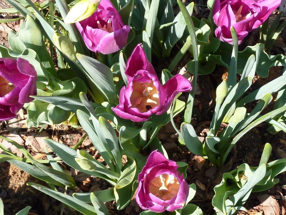 Photo of Single Early Tulip (Tulipa 'Purple Prince') uploaded by sandnsea2