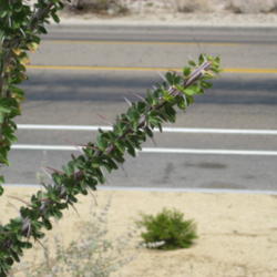Location: Anza Borrego Desert, California
Date: 2012-03-18