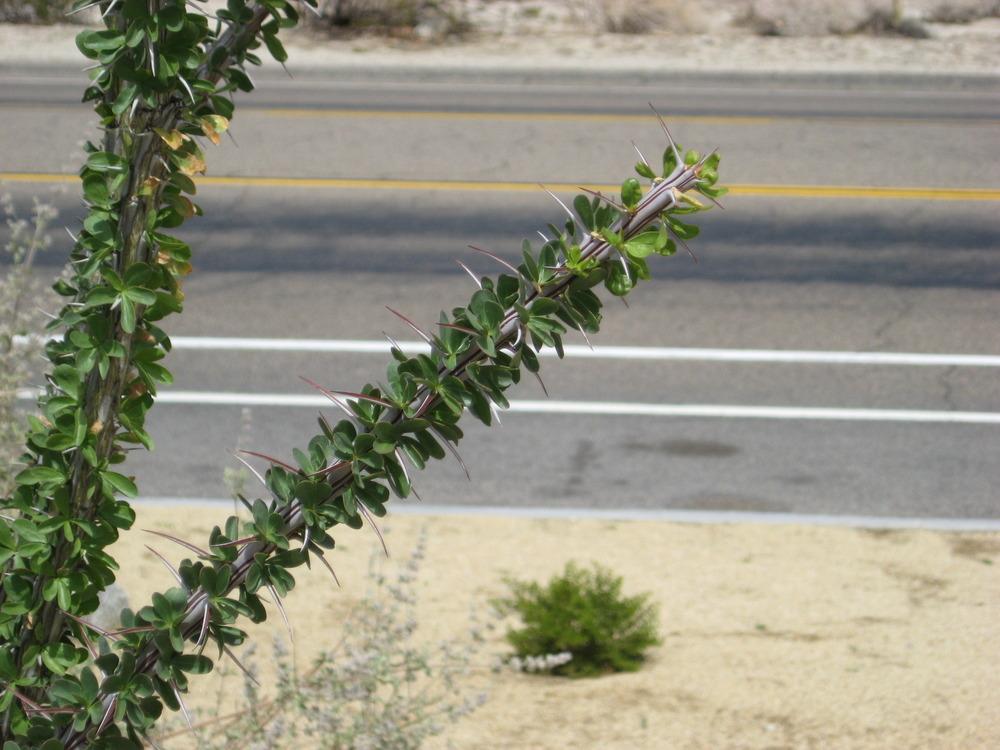 Photo of Ocotillo (Fouquieria splendens) uploaded by wcgypsy