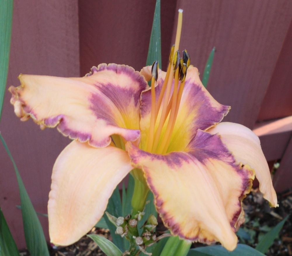 Photo of Daylily (Hemerocallis 'Actions Speak Louder') uploaded by Ditchlily
