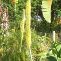 Location: Southeast Florida
Date: summer 2011
The extremely long bloom spike is the most striking attribute of 