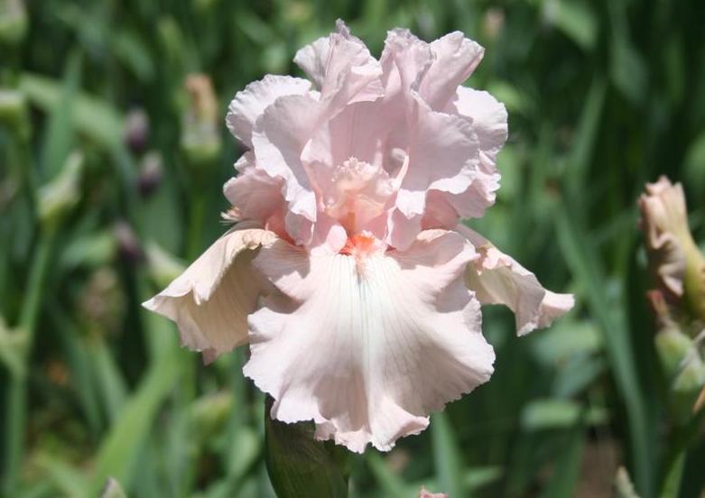 Photo of Tall Bearded Iris (Iris 'Vanity') uploaded by KentPfeiffer