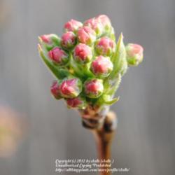 Location: My Northeastern Indiana Gardens - Zone 5b
Date: 2012-03-19
Bloom buds