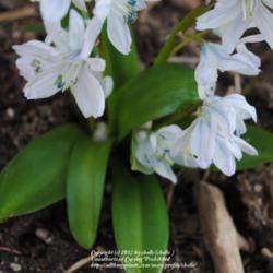 Location: My Northeastern Indiana Gardens - Zone 5b
Date: 2012-03-19
Blooms color up with touches of blue as they mature