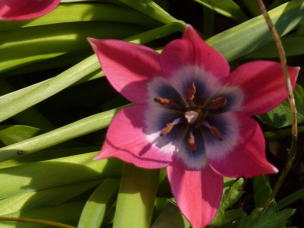 Photo of Species Tulip (Tulipa humilis) uploaded by sandnsea2