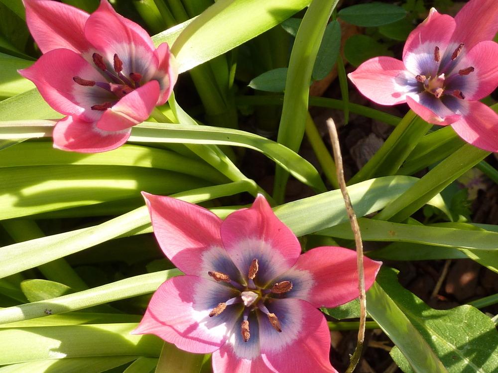 Photo of Species Tulip (Tulipa humilis) uploaded by sandnsea2
