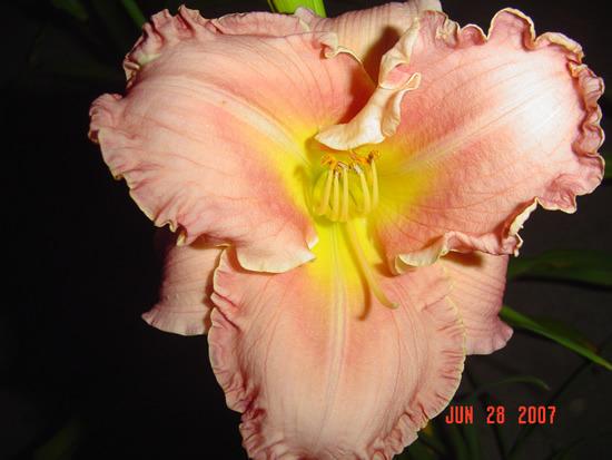 Photo of Daylily (Hemerocallis 'Someone Special') uploaded by vic