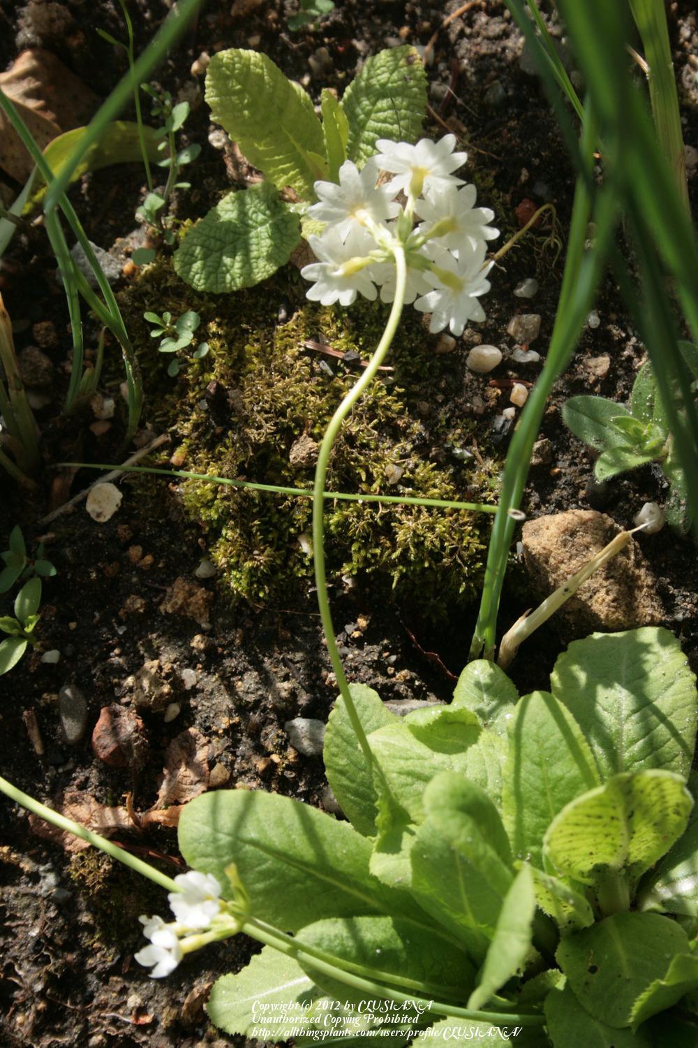Photo of Drumstick Primrose (Primula denticulata 'Alba') uploaded by CLUSIANA