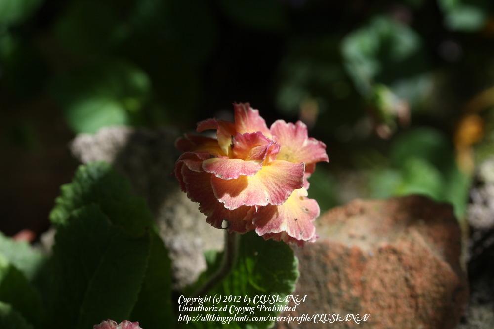 Photo of Primrose (Primula 'Sundae') uploaded by CLUSIANA