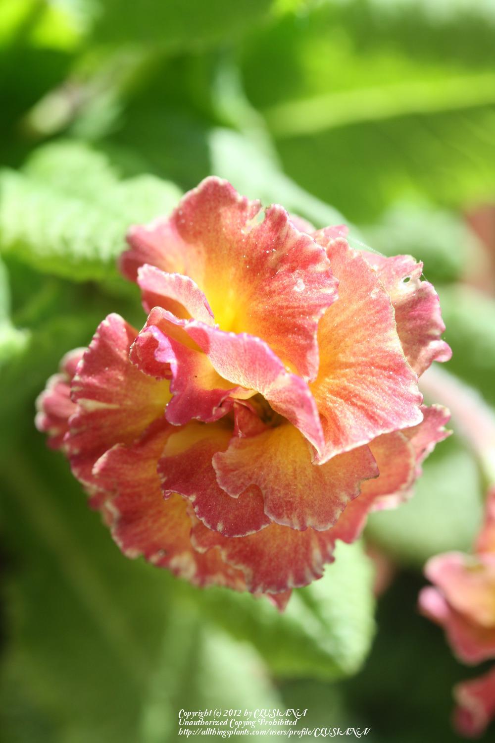 Photo of Primrose (Primula 'Sundae') uploaded by CLUSIANA