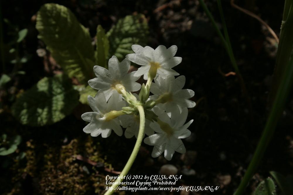 Photo of Drumstick Primrose (Primula denticulata 'Alba') uploaded by CLUSIANA