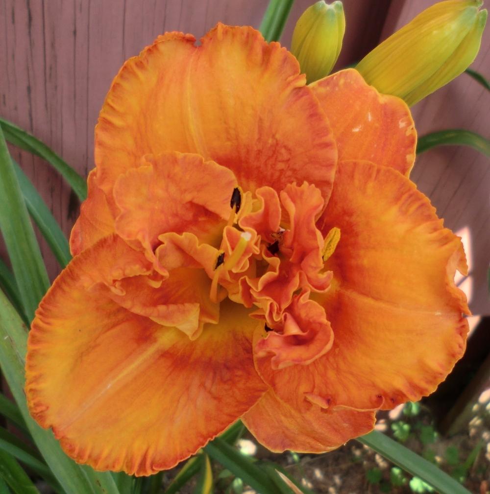 Photo of Daylily (Hemerocallis 'Awesome Luck') uploaded by Ditchlily