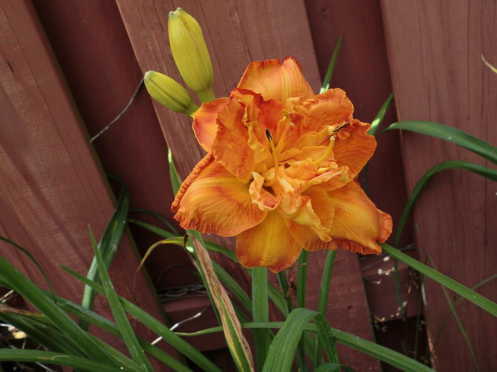 Photo of Daylily (Hemerocallis 'Awesome Luck') uploaded by Ditchlily