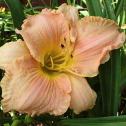 Location: Ditchlily's Garden
Date: 2011-06-01
Autumn Orange  Truffle FFO as a single 6-1-11