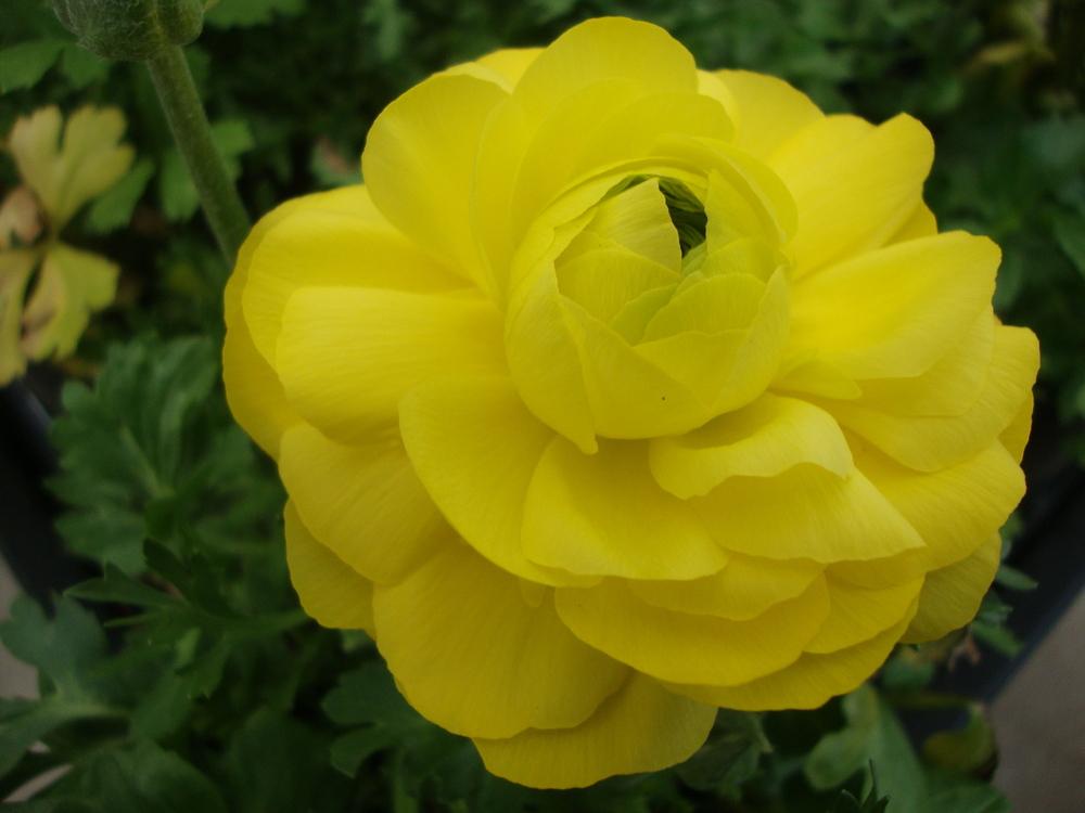 Photo of Persian Buttercup (Ranunculus asiaticus) uploaded by Paul2032