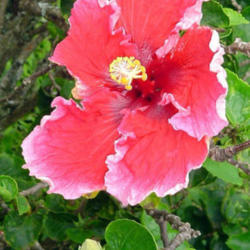 Location: Hawaii
Hibiscus rosa-sinensis