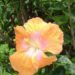 Location: Hawaii
H. rosa-sinensis (Tropical Hibiscus)