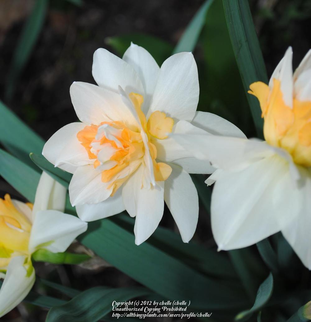 Photo of Double Daffodil (Narcissus 'Flower Drift') uploaded by chelle