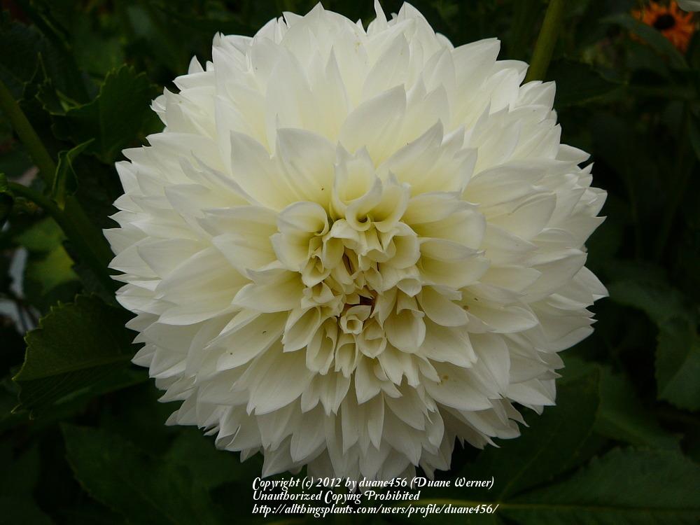 Photo of Dahlia 'Gitts Attention' uploaded by duane456
