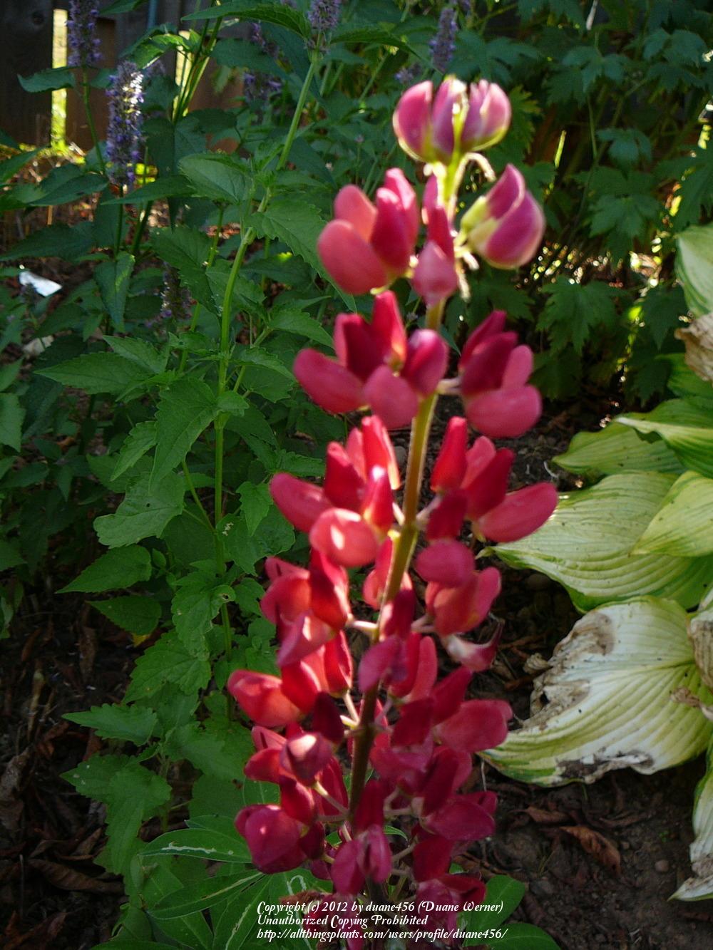 Photo of Lupine (Lupinus regalis 'Morello Cherry') uploaded by duane456