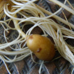 Location: Northeastern, Texas
Date: 2012-02-27
The roots have pea-sized potato looking tubers on them.
