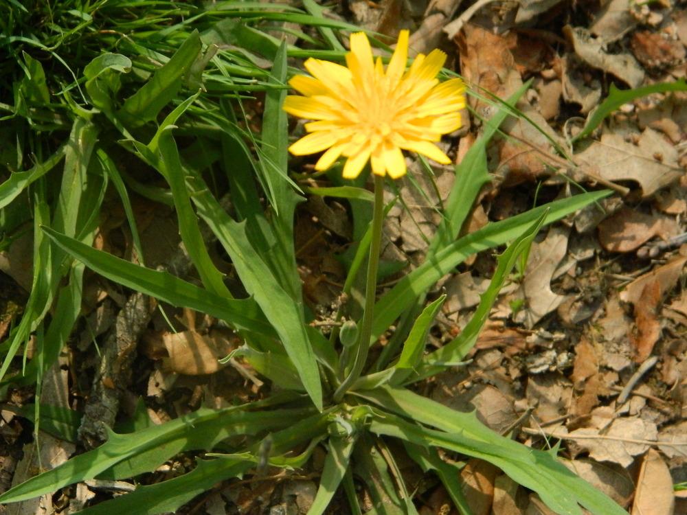 Photo of Potato Dwarf Dandelion (Krigia dandelion) uploaded by wildflowers