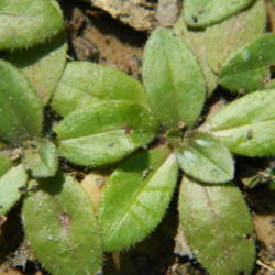 Location: Northeastern, Texas
Date: 2012-02-21
basal leaves