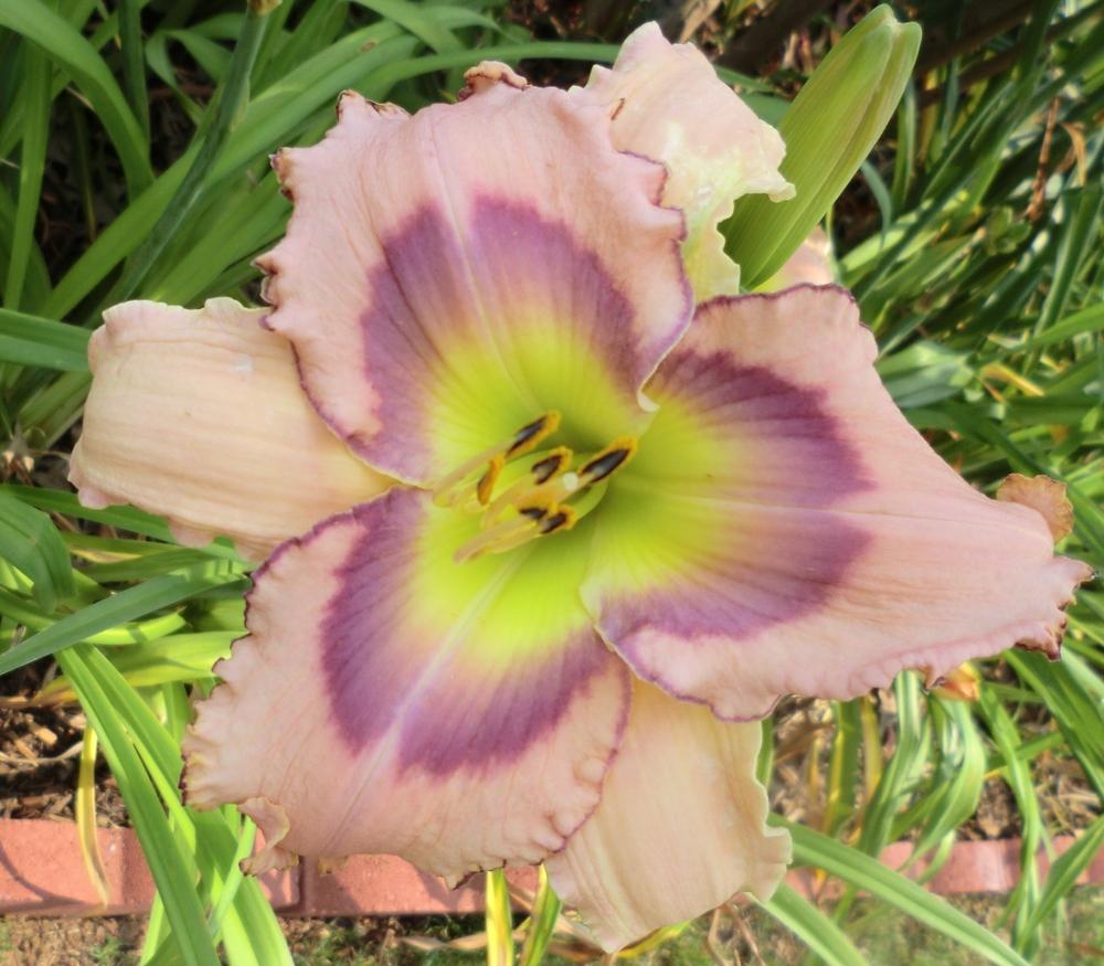 Photo of Daylily (Hemerocallis 'Blue in the Face') uploaded by Ditchlily