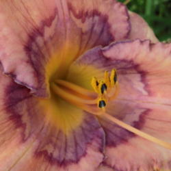 Location: Ditchlily's Garden
Date: 2011-06-01
Close up of eye to show pattern
