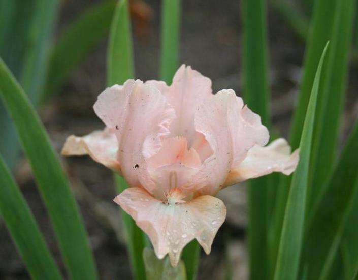 Photo of Standard Dwarf Bearded Iris (Iris 'Fusspot') uploaded by KentPfeiffer