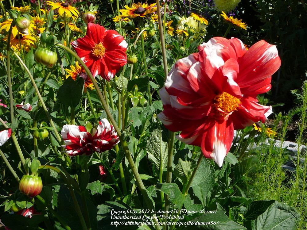 Photo of Dahlia 'Fire and Ice' uploaded by duane456