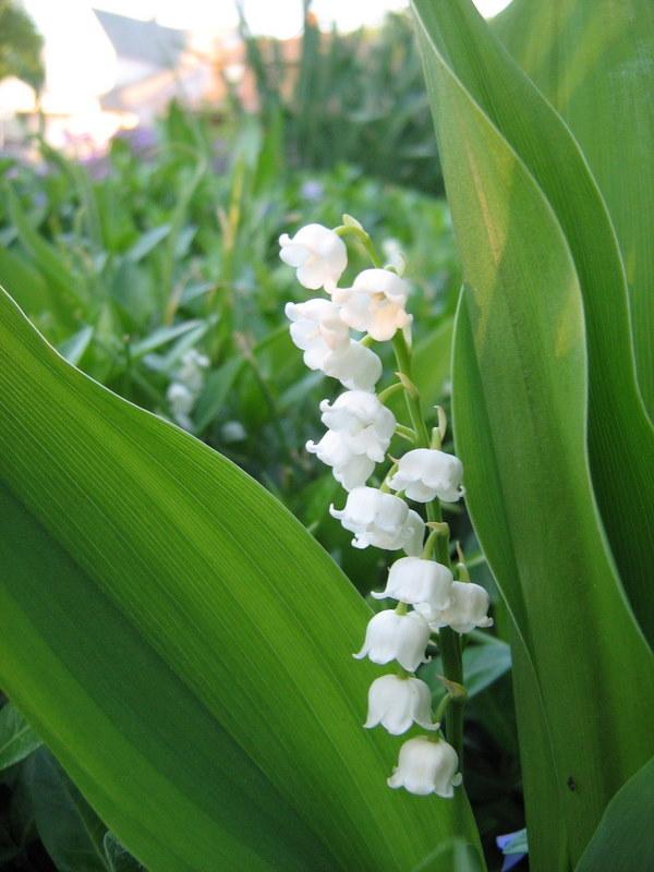 Photo of Lily Of The Valley (Convallaria majalis) uploaded by gardengus