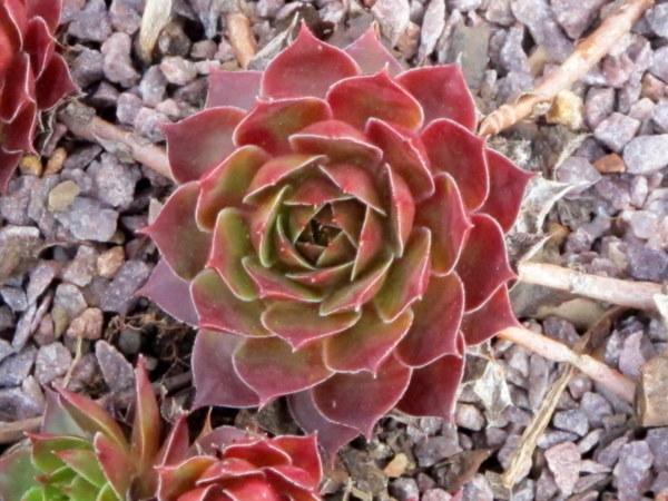 Photo of Hen and Chicks (Sempervivum 'Gay Jester') uploaded by goldfinch4